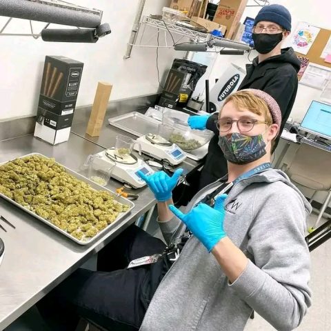 best cannabis plug