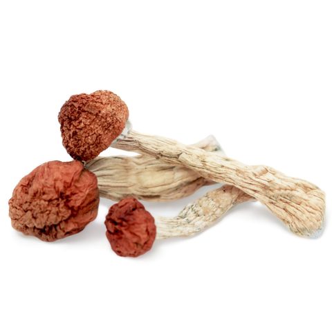Amazonian-3 Shrooms