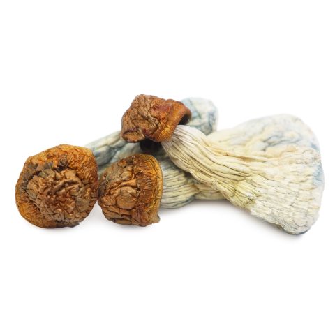 GLOD-MEMBER SHROOMS