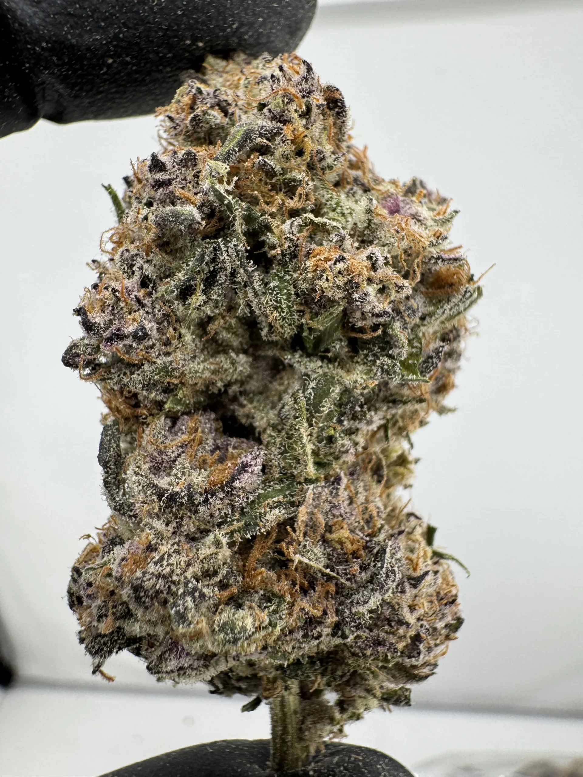 Blueberry Kush Mintz 27.5% THCA