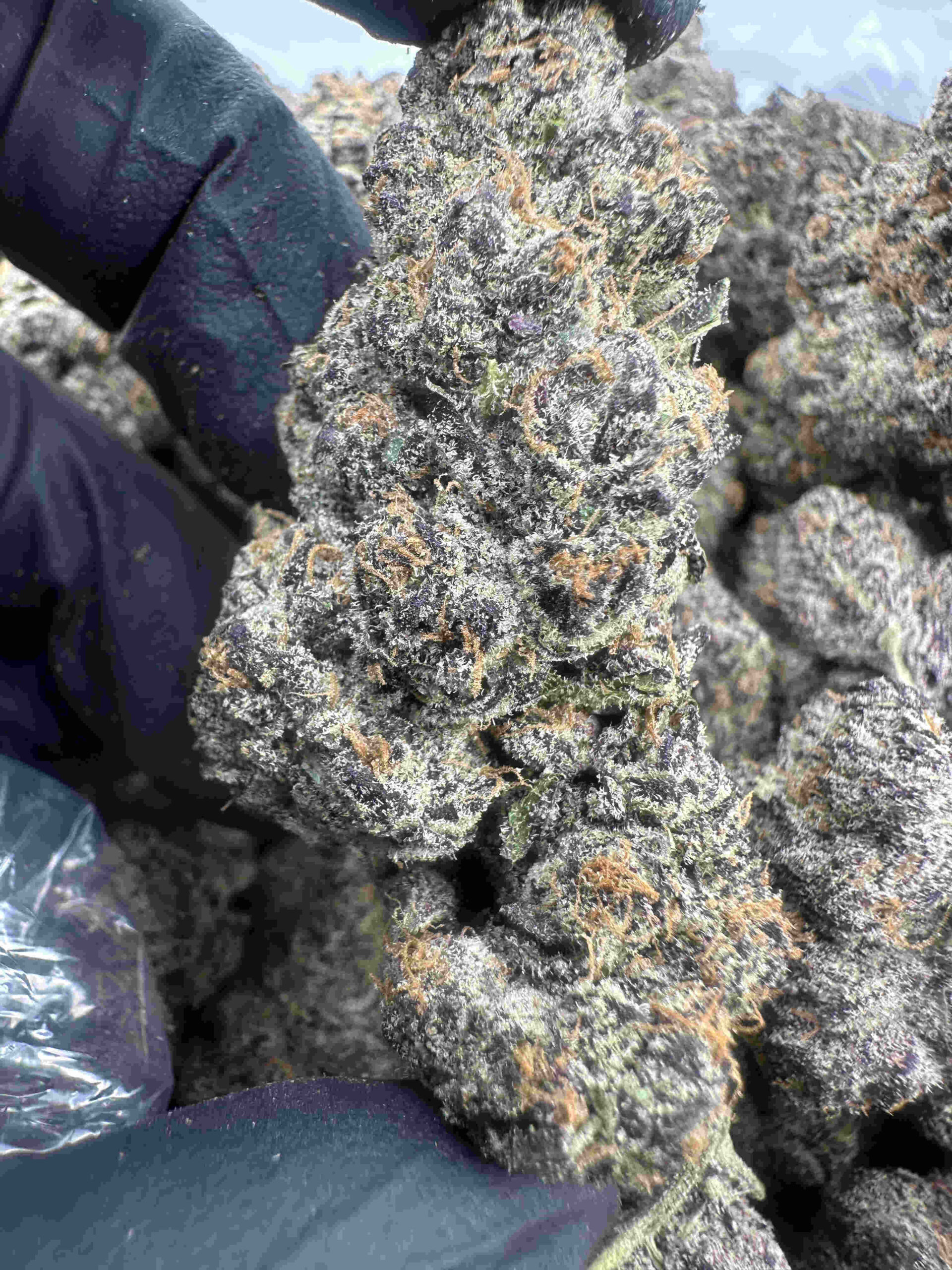 Ice Cream Pie 26.6% THCA