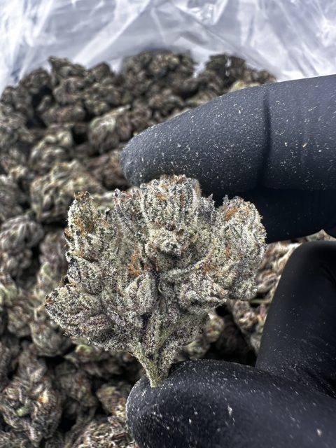 Purple Rain 31.7% THCA